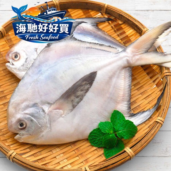 印度大白鯧(500/600g)