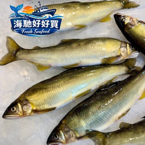 台灣宜蘭母香魚(10隻裝)