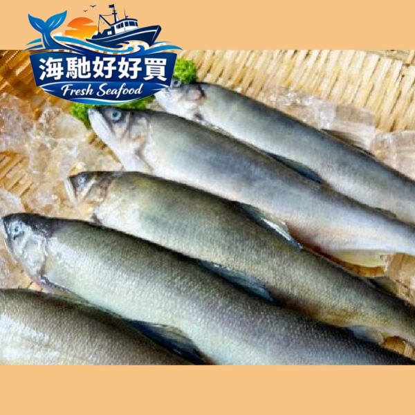 抱卵母香魚（爆卵款）