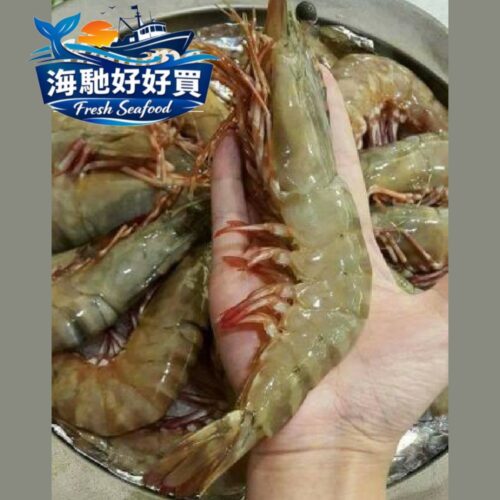 海草養殖活力白蝦